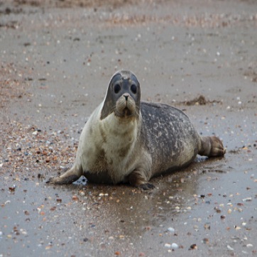 Bubbel op het strand.jpg